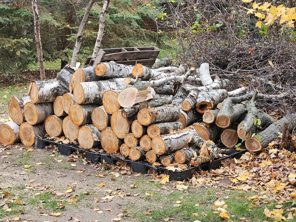 Pile of cut logs from a tree removal
